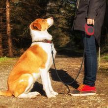 Retractable Pet Leash – Smooth, Secure & Easy to Handle - Pet Vip Store
